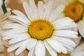 Chamomile or camomile spring flower macro photo Royalty Free Stock Photo