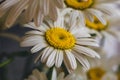 Chamomile or camomile spring flower macro photo, close up Royalty Free Stock Photo