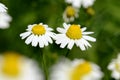 Chamomile (Chamaemelum nobile L.). Royalty Free Stock Photo