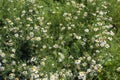 Chamomile Chamaemelum nobile