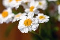 Chamomile chrysanthemum close-up. Herbal medicine, decoction, hand care. Royalty Free Stock Photo