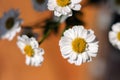 Chamomile chrysanthemum close-up. Herbal medicine, decoction, hand care. Royalty Free Stock Photo