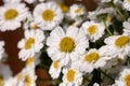 Chamomile chrysanthemum close-up. Herbal medicine, decoction, hand care. Royalty Free Stock Photo