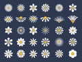 Chamomile collection. Botanical flowers set healthy stylized herbas cartoonic blossom chamomiles recent vector flat