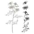 Chamomile. Collection of hand drawn flowers and plants. Botany. Set. Vintage flowers. Black and white illustration in