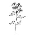 Chamomile. Collection of hand drawn flowers and plants. Botany. Set. Vintage flowers. Black and white illustration in