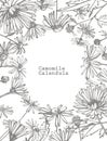 Chamomile. Collection of hand drawn flowers and plants. Botany. Set. Vintage flowers. Black and white illustration in Royalty Free Stock Photo