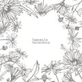 Chamomile. Collection of hand drawn flowers and plants. Botany. Set. Vintage flowers. Black and white illustration in Royalty Free Stock Photo