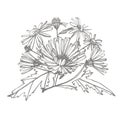 Chamomile. Collection of hand drawn flowers and plants. Botany. Set. Vintage flowers. Black and white illustration in Royalty Free Stock Photo
