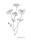 Chamomile. Collection of hand drawn flowers and plants. Botany. Set. Vintage flowers. Black and white illustration in Royalty Free Stock Photo