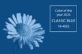 Chamomile in color Pantone classic blue 2020.