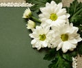 Chamomile on green carton