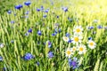 Chamomile and cornflowers on summer meadow. Green field background. Herbal spring plant
