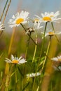 Chamomile is cosmetic, in creams, soaps, shampoos, Royalty Free Stock Photo