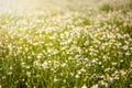 Chamomile (daisies) field on summer day