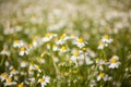 Chamomile daisies field on summer day. Close up