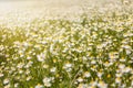 Chamomile daisies field on summer day.