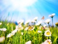 Chamomile daisies in green field on blue sky background with sunshine and flying butterfly. Summer natural landscape with copy