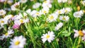 Chamomile daisies in green field. Summer nature background Royalty Free Stock Photo