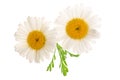 Chamomile or daisies with leaves isolated on white background. Top view. Flat lay Royalty Free Stock Photo