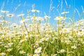 Chamomile daisies summer field. Summer flowering meadow.