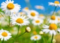 Chamomile daisies in summer spring field on background blue sky Royalty Free Stock Photo