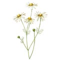 Chamomile or Daisy bouquets, white flowers. Realistic botanical sketch on white background for design, hand draw Royalty Free Stock Photo