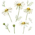 Chamomile or Daisy bouquets, white flowers. Realistic botanical sketch on white background for design, hand draw Royalty Free Stock Photo