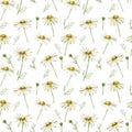 Chamomile or Daisy bouquets, white flowers. Realistic botanical sketch on white background for design, hand draw Royalty Free Stock Photo