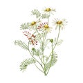 Chamomile or Daisy bouquets, white flowers. Realistic botanical sketch on white background for design, hand draw Royalty Free Stock Photo