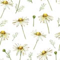 Chamomile or Daisy bouquets, white flowers. Realistic botanical sketch on white background for design, hand draw Royalty Free Stock Photo