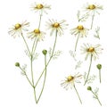 Chamomile or Daisy bouquets, white flowers. Realistic botanical sketch on white background for design, hand draw Royalty Free Stock Photo