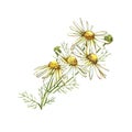 Chamomile or Daisy bouquets, white flowers. Realistic botanical sketch on white background for design, hand draw Royalty Free Stock Photo