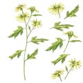 Chamomile or Daisy bouquets, yellow flowers. Realistic botanical sketch on white background for design, hand draw