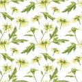 Chamomile or Daisy bouquets, yellow flowers. Realistic botanical sketch on white background for design, hand draw
