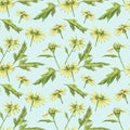 Chamomile or Daisy bouquets, yellow flowers. Realistic botanical sketch on white background for design, hand draw