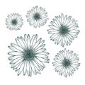 Chamomile daisy close up top view. Isolated botanical floral design element