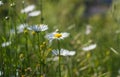 Chamomile or daisy fields Royalty Free Stock Photo