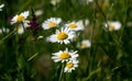 Chamomile or daisy fields Royalty Free Stock Photo