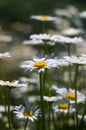 Chamomile or daisy fields Royalty Free Stock Photo