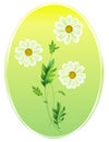 Chamomile, daisy flower