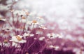 Chamomile daisy flower in nature soft blur background Royalty Free Stock Photo