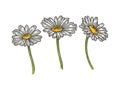 Chamomile daisy flower sketch engraving vector