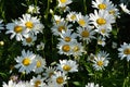 Chamomile Or Daisy Flowering Meadow In Sunny Summer Day. Beautiful Flowers With White Petals And Yellow Cores