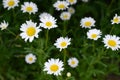 Chamomile daisy flowers garden, outdoor Royalty Free Stock Photo