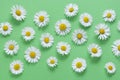Chamomile daisy flowers on green background. Summer, spring Flat lay