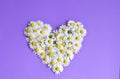 Chamomile daisy flowers on purple background.  Summers flowers heart floral collage concept Royalty Free Stock Photo