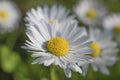 Chamomile - daisy white flowers
