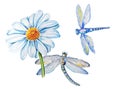 Chamomile and dragonfly on an isolated white background