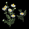 Chamomile drawing on a black background. Hand drawn illustration Royalty Free Stock Photo